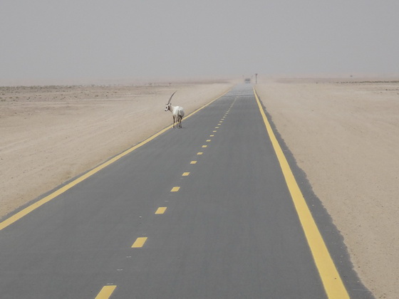 RAAM training test #3 … how much do you want to achieve your goal?