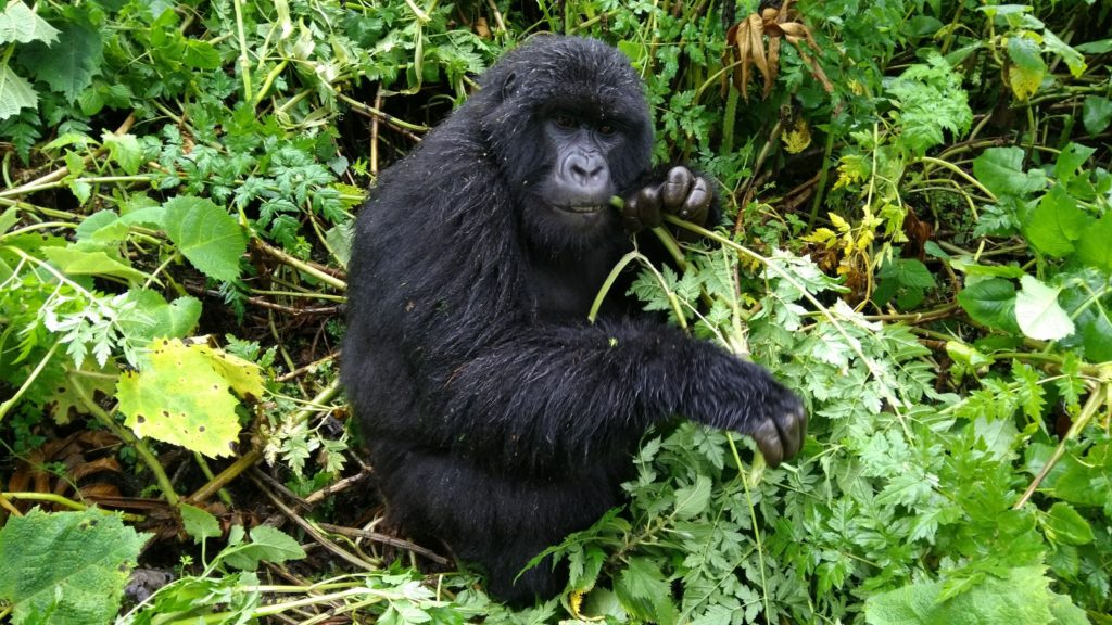 Amazing Rwanda…